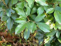 Common currant-rhus