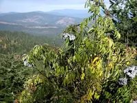 Blue elderberry