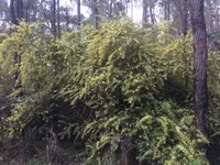 Karri Wattle (Acacia pentadenia) plant