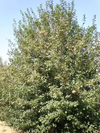 Syrian Maple