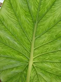 Elephant's Ear