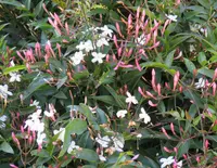 Jasminum polyanthum