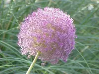 Giant allium (Allium giganteum) plant