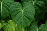 Philodendron pastazanum (Philodendron pastazanum) plant