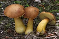Roxane's bolete