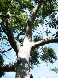 Ferntop Ash