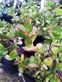 Cotyledon woodii