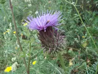 wild thistle