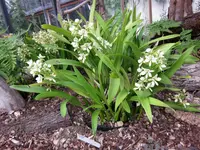 Prosthechea radiata
