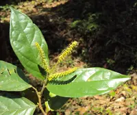 Antidesma obliquinervium (Antidesma montanum) plant