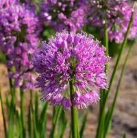 Ornamental Onion