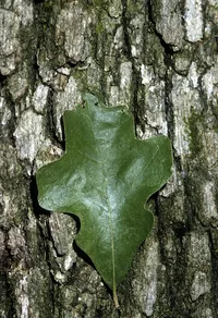 post oak (Quercus stellata) plant