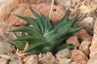 Fairy Washboard (Haworthiopsis limifolia) plant