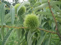 Japanese chestnut (Castanea crenata) plant