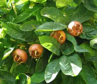 Medlar