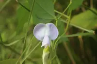 winged bean