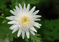 Marguerite daisy