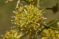 Cat's Claw (Uncaria tomentosa) plant