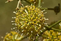 Cat's Claw (Uncaria tomentosa) plant