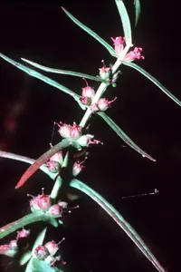 valley redstem (Ammannia coccinea) plant
