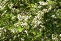 Vaccinium corymbosum