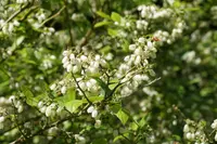 Vaccinium corymbosum