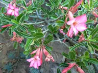 Summer impala lily