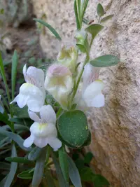 Antirrhinum molle (Antirrhinum molle) plant