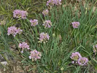 German Garlic