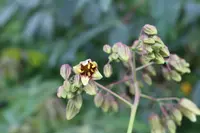 Manihot carthagenensis