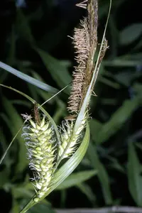 hairy sedge (Carex lacustris) plant