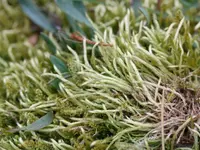 brachythecium moss