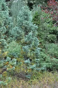 Sawara Cypress