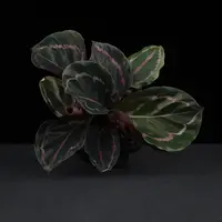 Goeppertia roseopicta 'Dottie' leaves