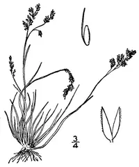 northern bentgrass