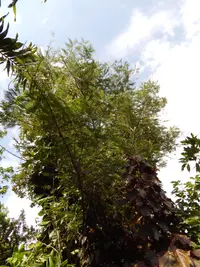 prairie acacia (Acaciella angustissima) plant