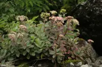 Hylotelephium telephium leaf