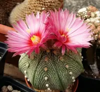 Star cactus with flowers