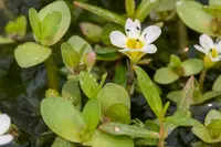 Gila River waterhyssop