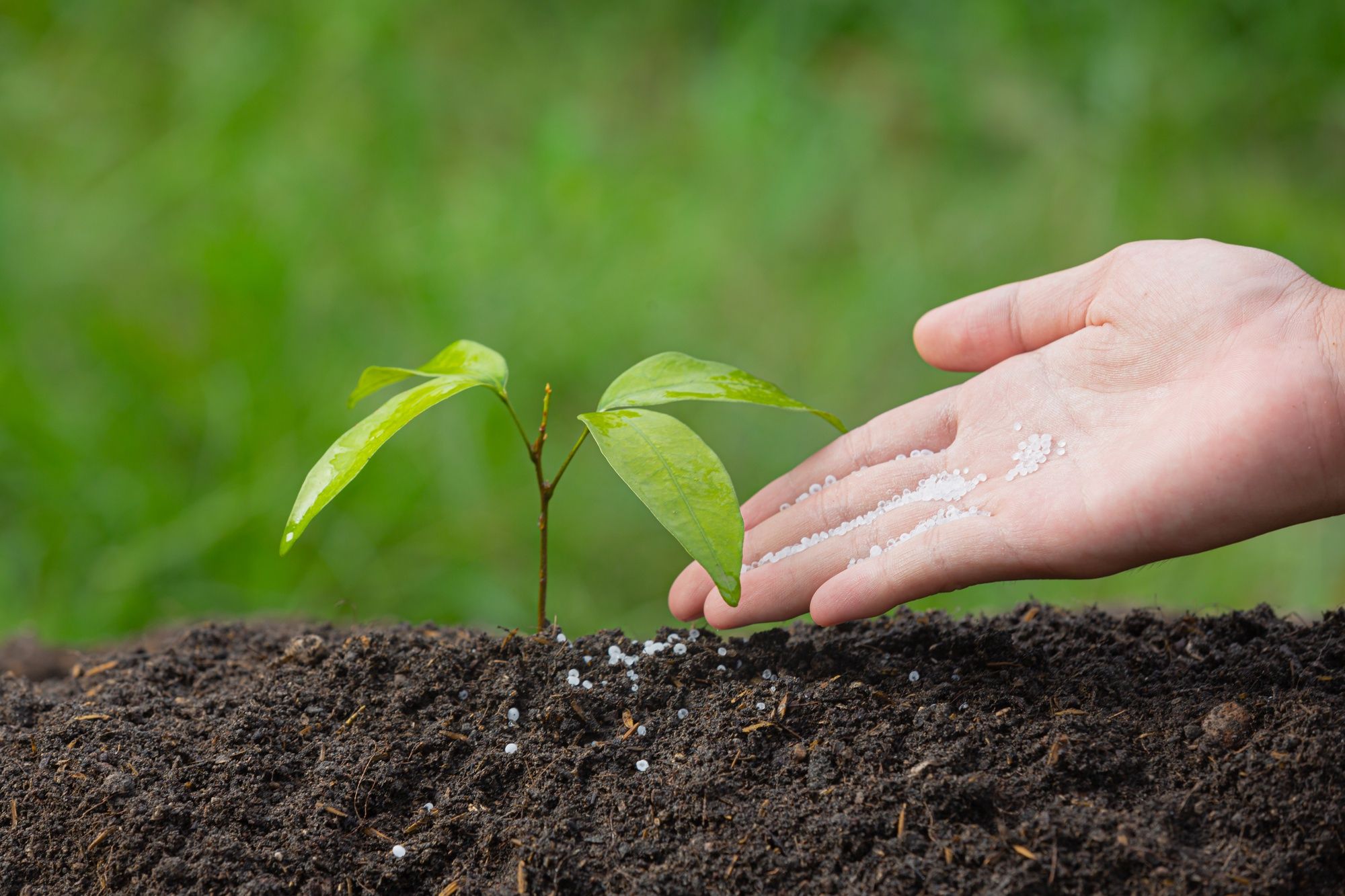 Plants That Don't Like Epsom Salt