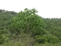 ardusi