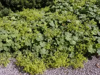 Lady's Mantle (Alchemilla xanthochlora) plant
