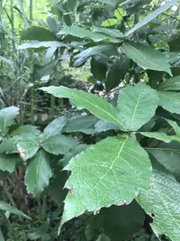 loquat leaf oak (Quercus rysophylla) plant