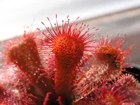 Red sundew