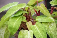Philodendron