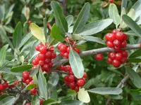 silver buffaloberry