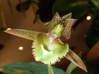 fringed catasetum