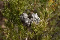 Oyster Bay Pine
