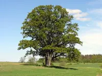 English oak (Quercus robur) plant