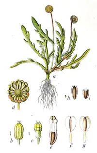 buttonweed
